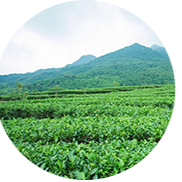 天然植物原料:高山茶园