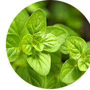 天然植物原料:草本绿叶