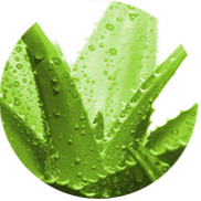 天然植物原料:芦荟